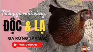 Tiếng gà mái rừng gọi trống chuẩn, độc, lạ || Gà Rừng Tây Bắc