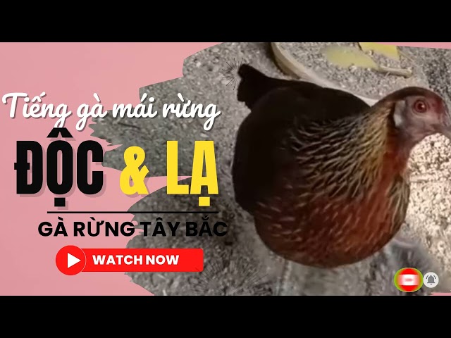 Tiếng gà mái rừng gọi trống chuẩn, độc, lạ || Gà Rừng Tây Bắc class=