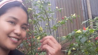 Merawat rambut & tanaman