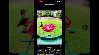 Download Mp3 Get slow motion bird footage with Humbirdy feeder #birds #shorts #how Gudang lagu Download Mp3 Get slow motion bird footage with Humbirdy feeder #birds #shorts #how