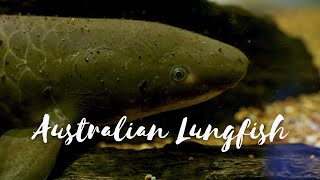 Back From The Brink - Season 4 Episode 1 - Australian Lungfish