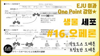 [세포학] #16. 오페론/락토오스 오페론/트립토판 오페론