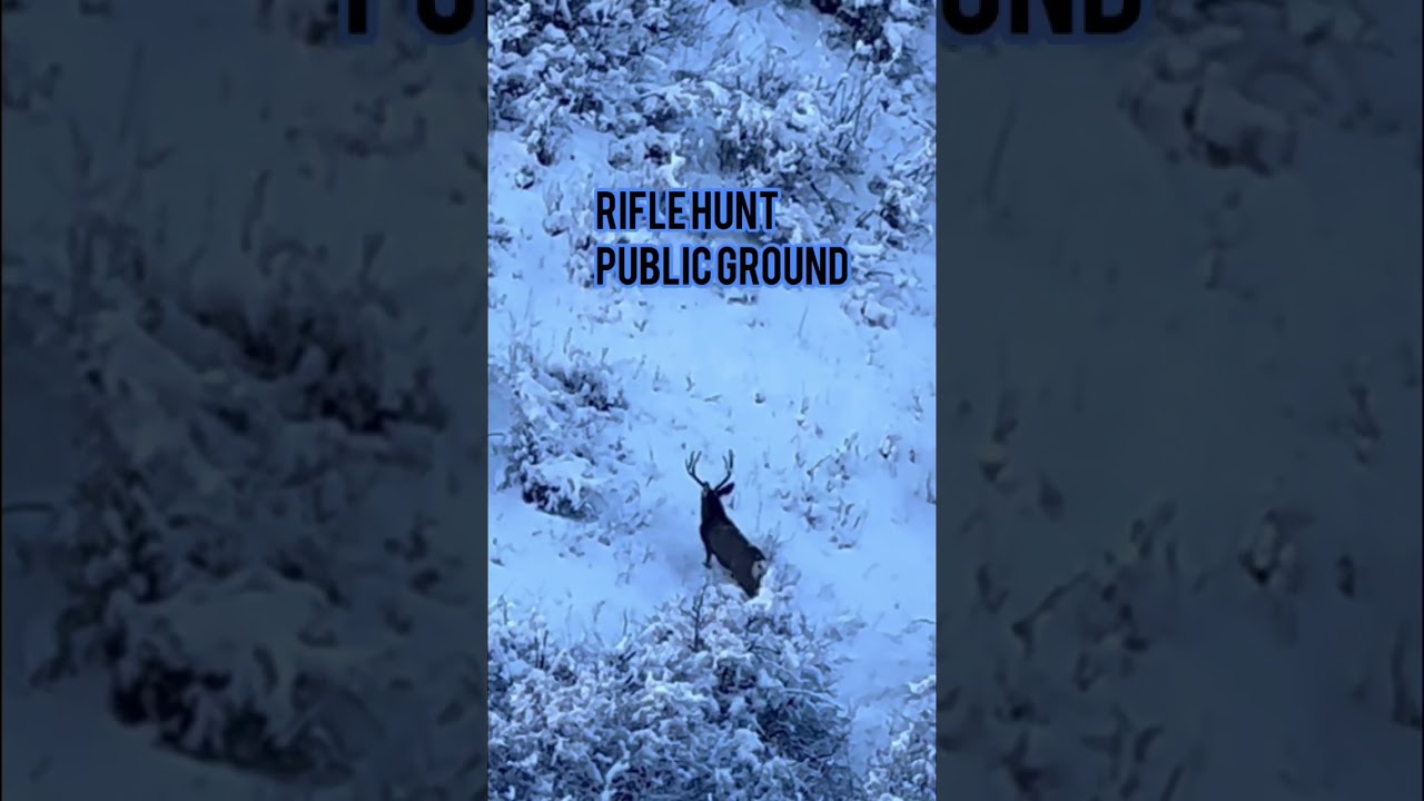 Crazy Amounts of Deer 