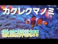 初心者必見‼カクレクマノミ徹底解説‼ ニモ これから海水水槽始めようとしてる方は絶対見て!