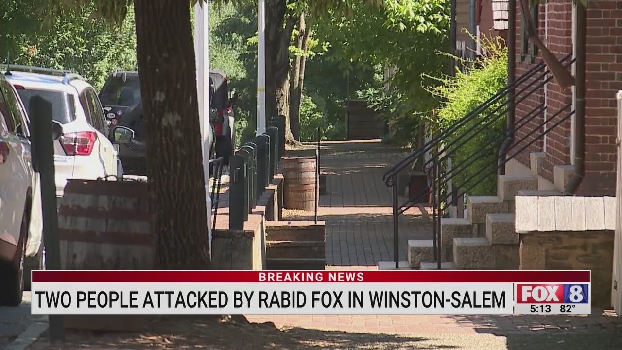 Two people attacked by rabid fox in Winston-Salem - YouTube