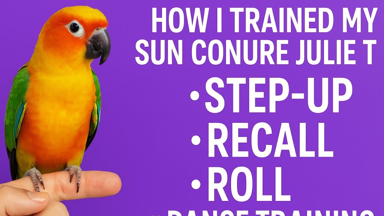   How i Trained My Sun Conure Juile 🦜✨ Step-Up, Recall, Roll & Dance Training!