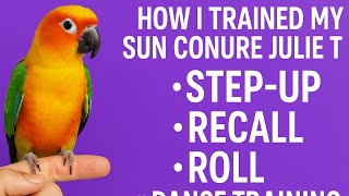   How i Trained My Sun Conure Juile 🦜✨ Step-Up, Recall, Roll & Dance Training!#SunConure #parrot 