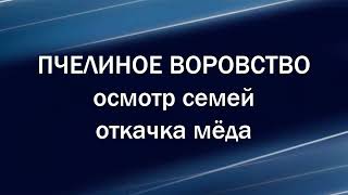 Пчелиное воровство. Осмотр пчел. Откачка меда после окончания медосбора. Начинающий пчеловод.