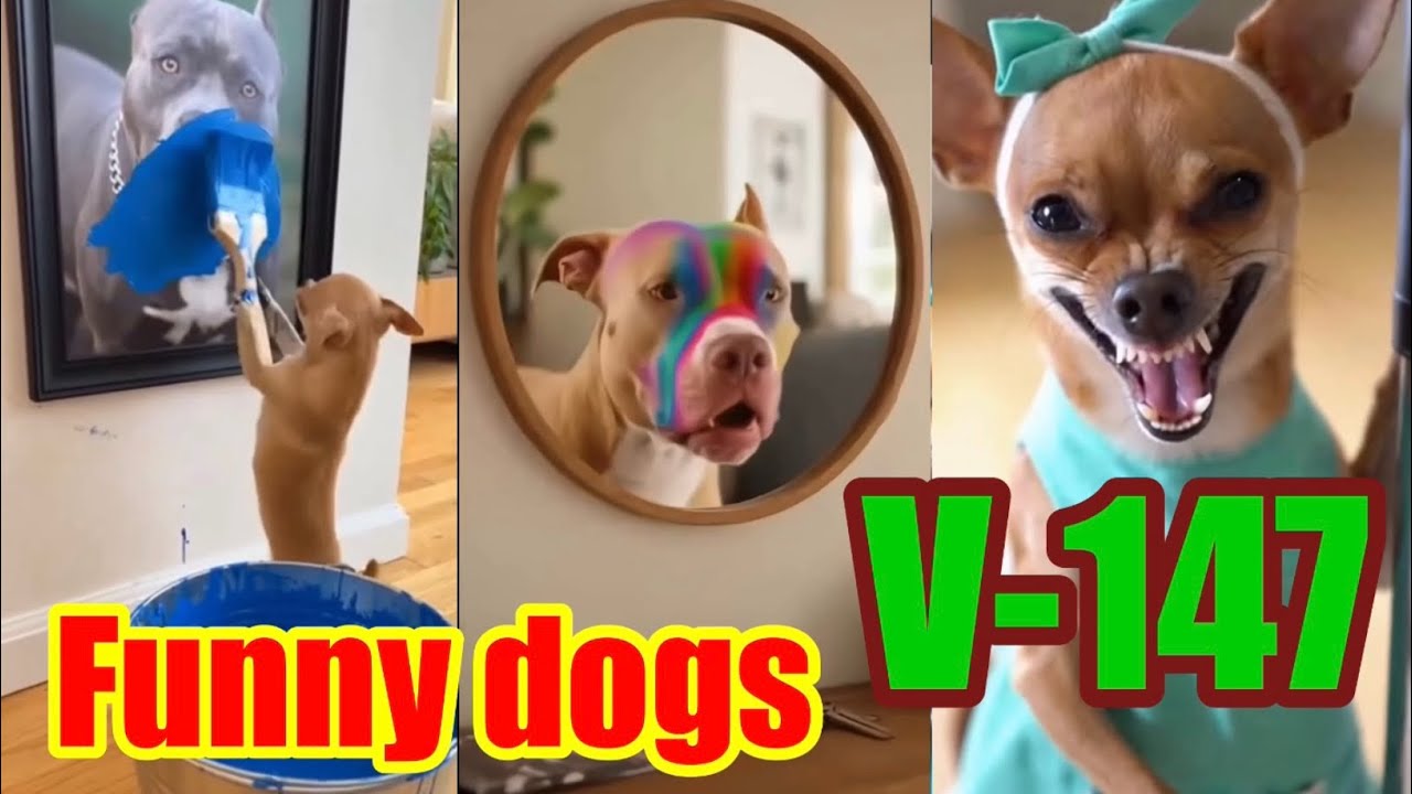Funny dogs V-147 😂😂❤️ #funny #funnydogs #pets #cute 