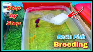 How to Breed Betta Fish Step by Step  || Successful Betta Fish Breeding Tutorial at Home