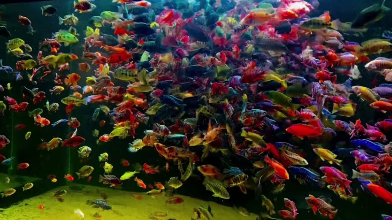 betta fish beautiful colour top 10 aquarium fish goldfish aquarium 4k fish YouTube