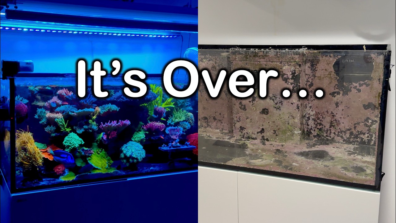 My Red Sea ReeferFinal Update. - YouTube