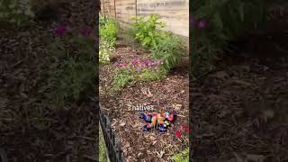 Turn to Native Plants