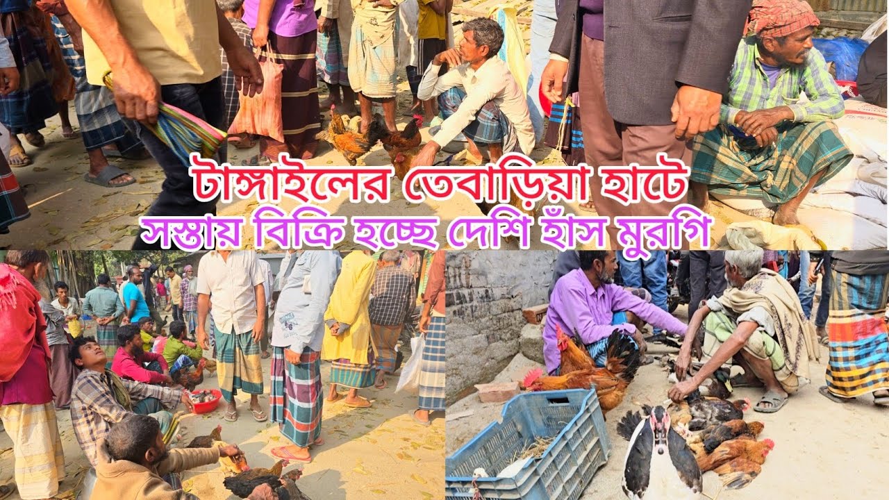 টাঙ্গাইলের তেবাড়িয়া হাটে সস্তায় বিক্রি হচ্ছে দেখি হাঁস মুরগি। 