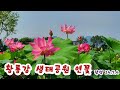 백련과 홍련, 무더위에 진흙에서 피는 연꽃 절정입니다.