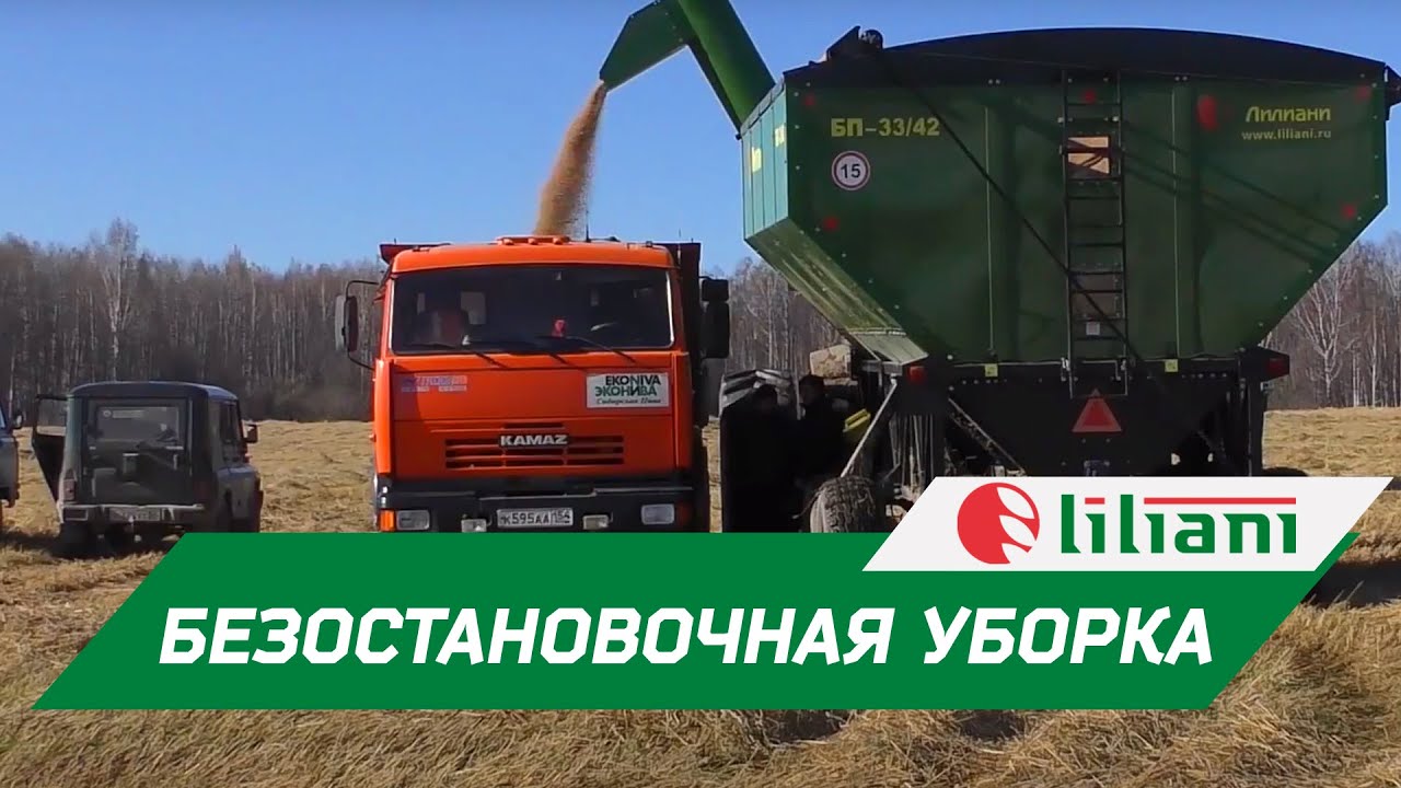 Сибирская нива пайвино