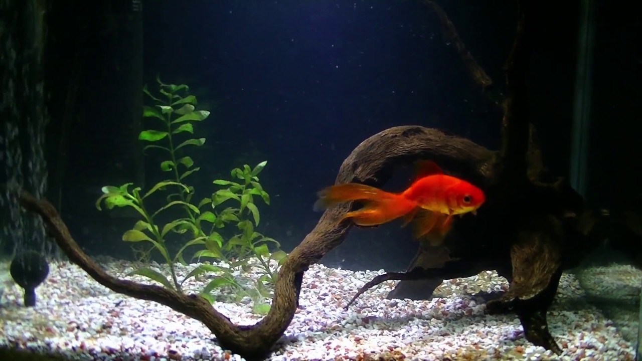 Cleaning goldfish aquarium YouTube