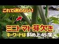 ミニトマト脇芽欠き。トマトは芽欠きが主な仕事ですね。脇芽か葉っぱか迷ったら「斜め45度に伸びる茎を取る」、これを覚えといてください。5/8
