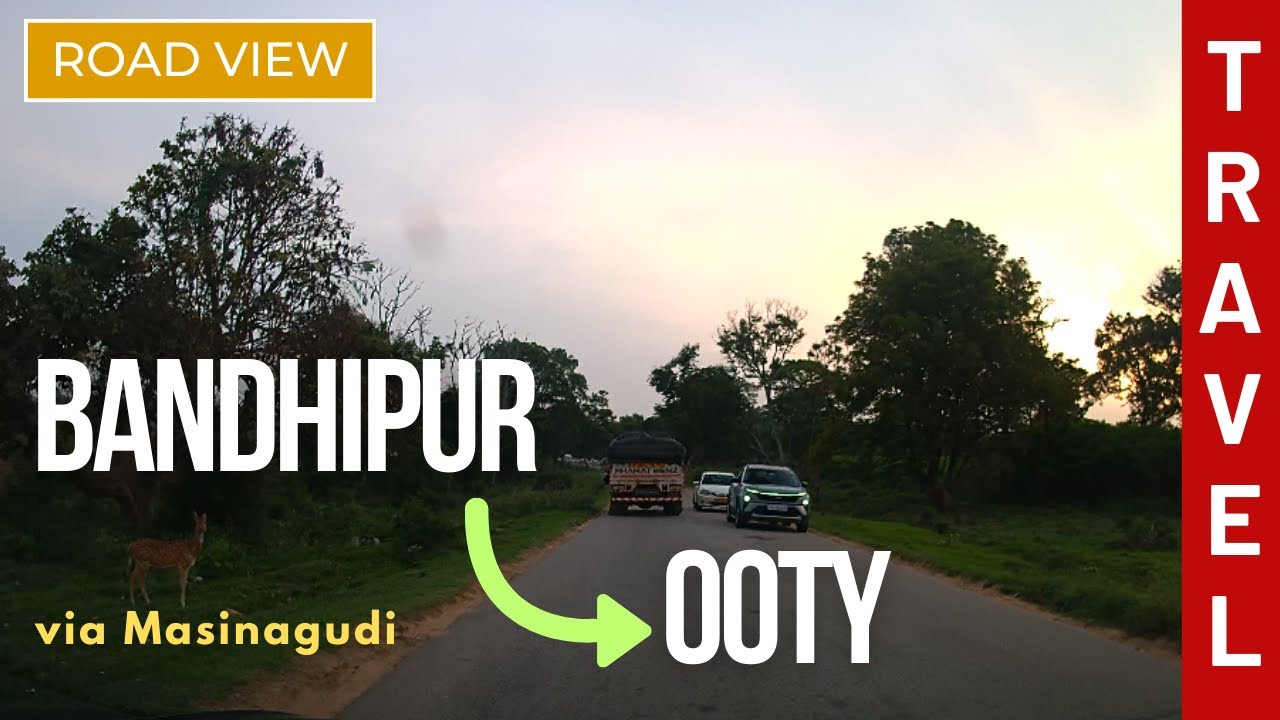 Bandipur to Ooty Drive via Masinagudi | Wildlife, Hairpin Bends & Scenic Forest Roads