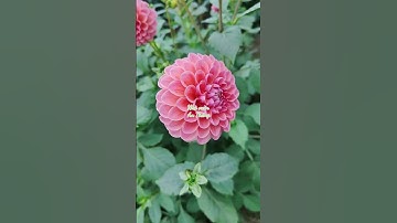 Trồng hoa thược dược ngay để có hoa chơi Tết nào #nhavuonanthang #xuhuong #hoadepbonmua #nhavuontha