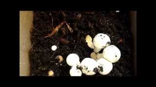 Growing Mushrooms in the Kitchen. (White Button Kit)