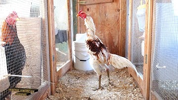 2021 Saigon Or Ganoi/Qaib Sib Ncaws Ganoi Or Saigon