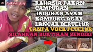🔴 Cara mudah meracik pakan indukan ayam kampung agar produksi telur lancar