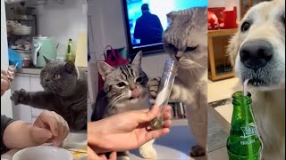 Funny Animal Videos 2022 😂 - Funniest Cats And Dogs Videos 😺😍 #20