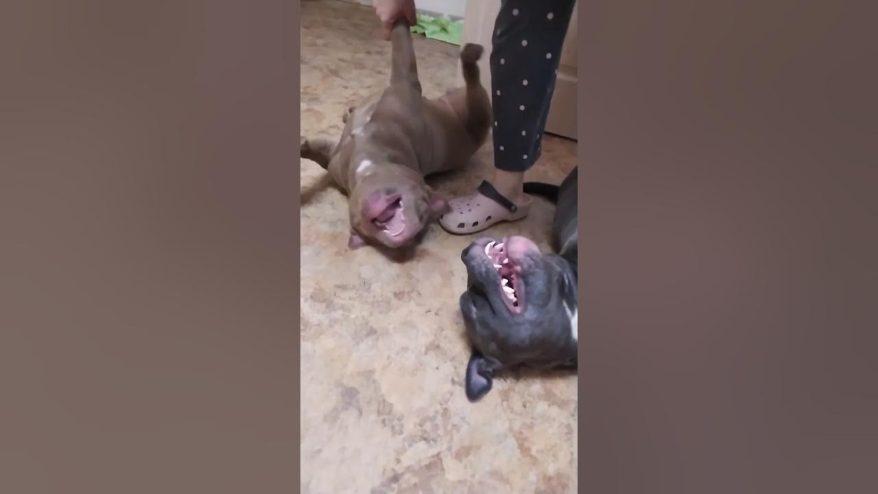 Забияки! 💕🥰 - YouTube