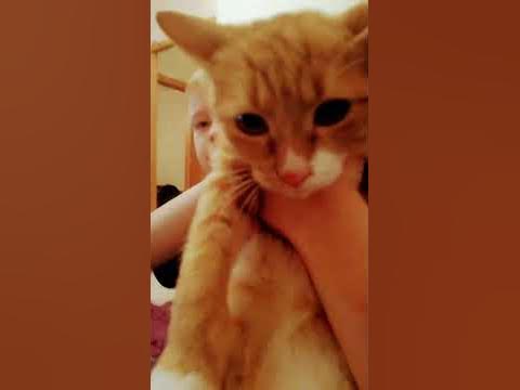 симбочка младший🐱 - YouTube