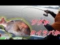 ジグとタイラバの二刀流で真鯛と青物を釣る【ホライゾン＆ブラスト】