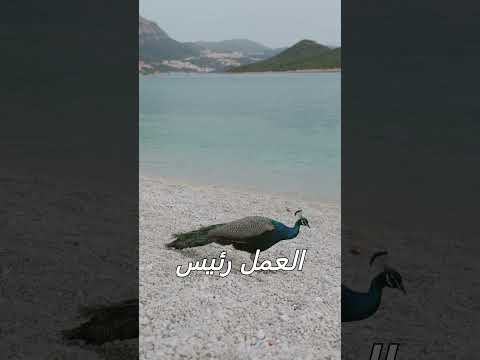 Shorts مفيش حد رئيس حد الاسلام النبي الله الدين الشعراوي اكسبلور لايك ترند تيك توك