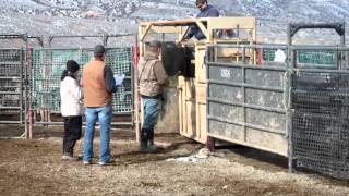 BLM Working Chute