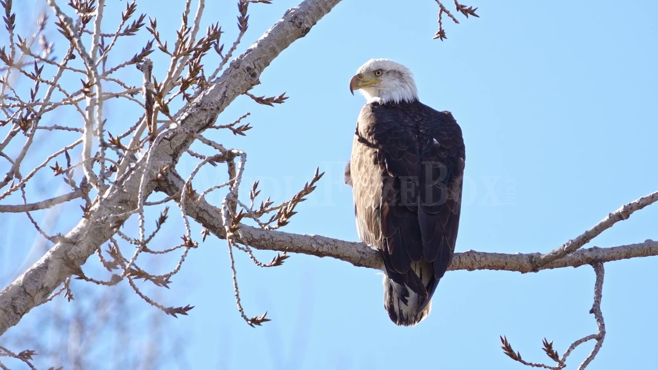 Stock Video - Bald Eagle on tree branch looking around from its vantage point