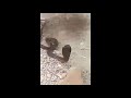 الكوبرا العملاقة على الحدود التونسية الجزائريةGiant Cobra On The Tunisian Algerian Border 
