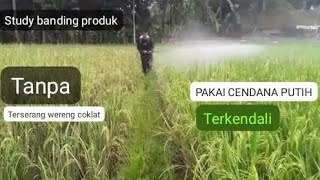 V688 REFIYOU HASIL DEMONTRASI PRODUK UNGGULAN CENDANA PUTIH 3 IN 1 TOP & GOLD   CP12