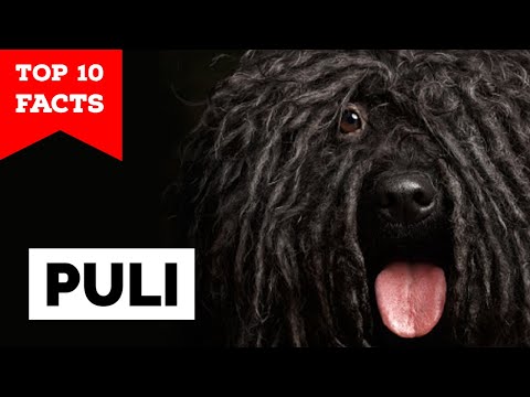 Video: Fakta om den ungerska Puli: The Mop Dog