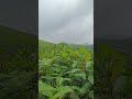 Nature of Munchangipattu