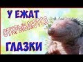 Как и когда  у ежат открываются глазки