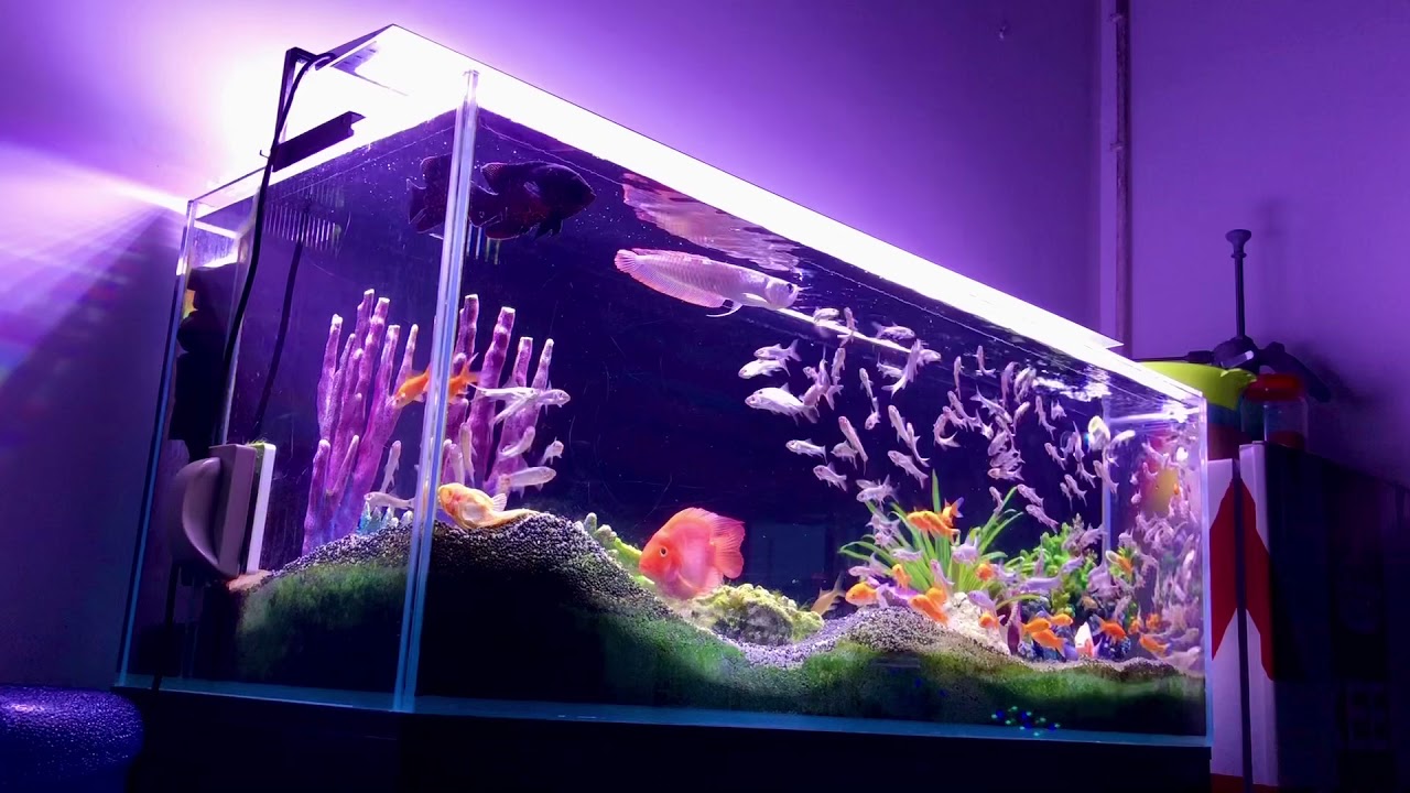 MicMol - Aqua Air 1200 Fish Tank - YouTube