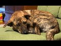 元猟犬のプロットハウンドが家庭犬になるまで