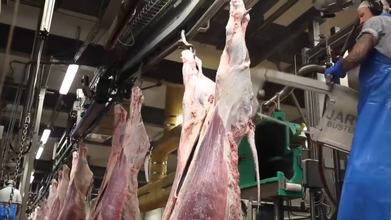How factories process thousands of cows each day to produce tons of ...