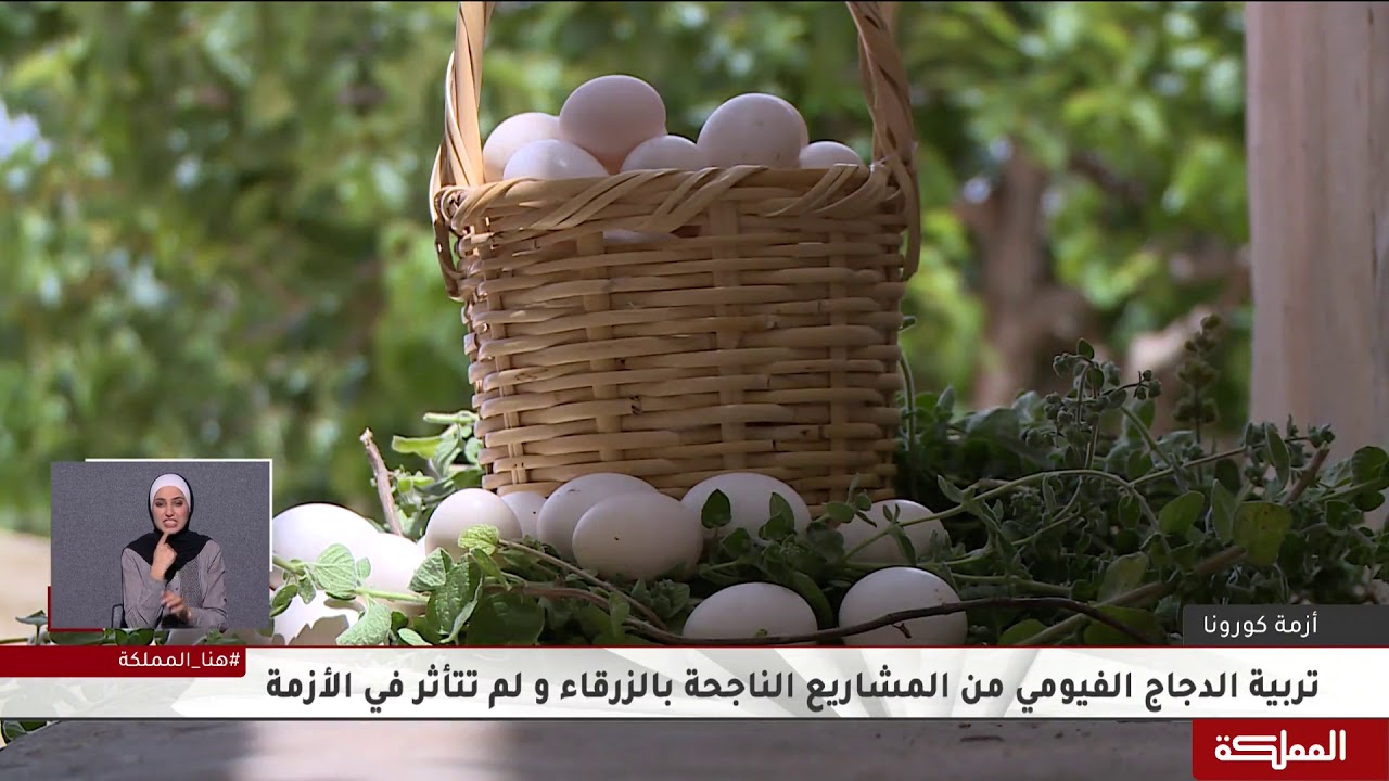 تربية الدجاج الفيومي من المشاريع الناجحة بالزرقاء ولم تتأثر في الأزمة