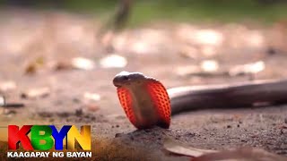 Kamandag ng Cobra | KBYN Kaagapay ng Bayan