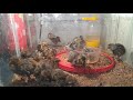 Diferenças entre os pintinho da codorna japonesa para a gigante! Porque vou criar codorna gigante?