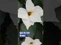 #saiyaara #flowers #sonbhadra #up64 #dudhi #renukut #babhani #romanticsong