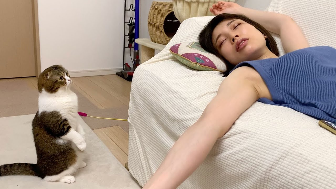 🐈お昼寝中のママと遊びたい猫