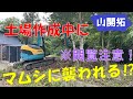 【山開拓】土場を作ってたらマムシに襲われた⁉捕獲劇！！