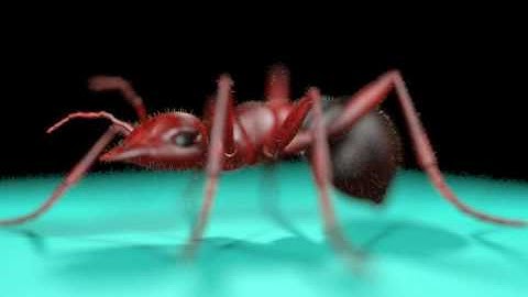 3D ants walk