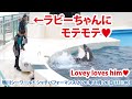 ラビーちゃんに♥モテモテ　Killer whale performance, Kamogawa Sea World, Japan【2020年1月26日11:00　鴨川シーワールド　シャチパフォー